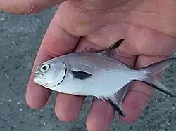 Trachinotus marginatus