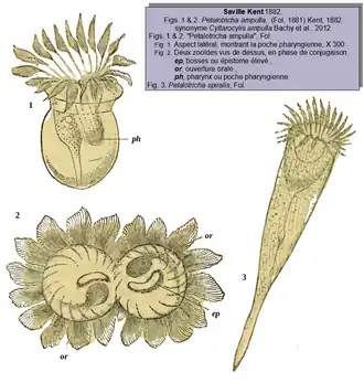 Petalotricha ampulla et P. spiralis.