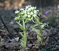 Petasites albus