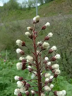 Hampe florale après floraison.