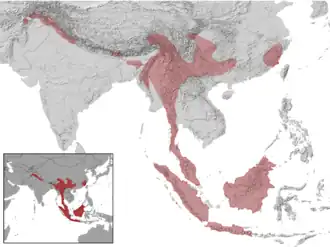 Description de l'image Petaurista petaurista distribution (gray, filled).png.