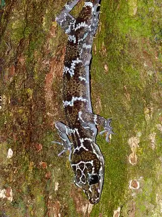 Gecko Cyrtodactylus consobrinus