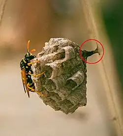 Pétiole d'un nid de guêpe.