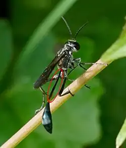 Pétiole d'une Ammophile.