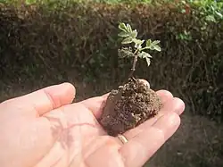 Très jeune cormier.