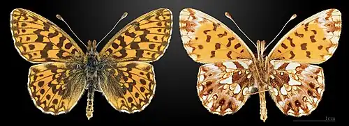 Boloria (Clossiana) dia, la Petite violette