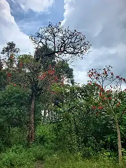 Petits arbres sur l'île Idjwi