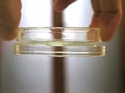 Photo d'une boîte de Petri tenue par la capillarité.