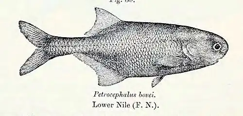 Petrocephalus bovei