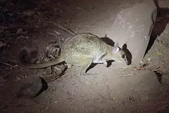 Description de l'image Petrogale burbidgei 227072147.jpg.