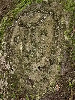 Roche gravée d'époque précolombienne, rivière du Plessis, Vieux-Habitants.