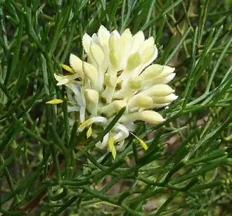 Fleurs de Petrophile pulchella.