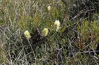 Description de l'image Petrophile shirleyae.jpg.