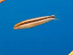 Petroscirtes breviceps