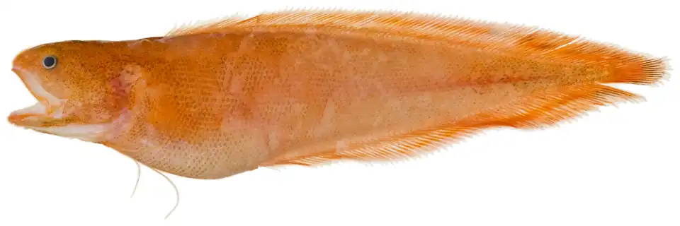 Petrotyx sanguineus