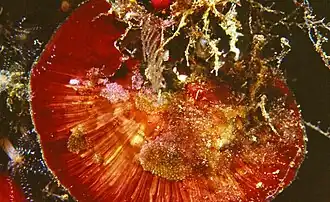 Peyssonnelia squamaria (Peyssonneliaceae)