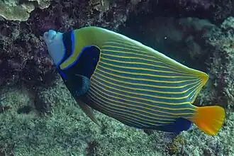 exemplaire sur la côte d'Oman