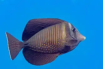 Description de l'image Pez cirujano (Zebrasoma desjardinii), mar Rojo, Egipto, 2023-04-15, DD 79.jpg.