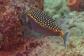 Mâle (Zanzibar, Tanzanie)