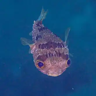 Description de l'image Pez erizo de espinas largas (Diodon holocanthus), Cabo San Lucas, Baja California, México, 2024-12-18, DD 04.jpg.