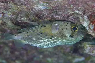 Baja California, Mexique