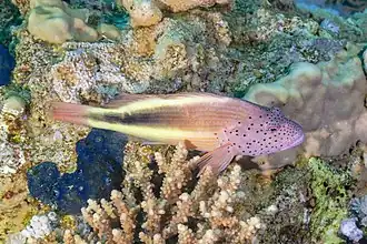 Description de l'image Pez halcón de cabeza moteada (Paracirrhites forsteri), parque nacional Ras Muhammad, Egipto, 2022-03-28, DD 107.jpg.