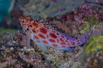 Description de l'image Pez halcón de coral (Cirrhitichthys oxycephalus), mar Rojo, Egipto, 2023-04-17, DD 63.jpg.
