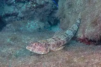 Description de cette image, également commentée ci-après