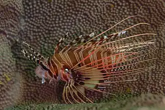 Rascasse à nageoires blanches (Oman).