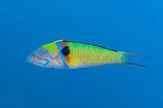 Thalassoma pavo en Espagne