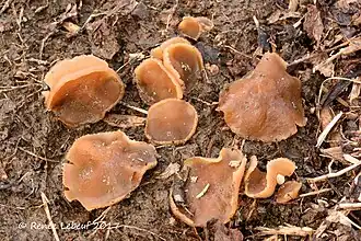 Description de cette image, également commentée ci-après