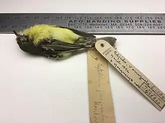 Description de l'image Pfla.jpg.