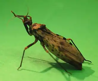 Description de cette image, également commentée ci-après