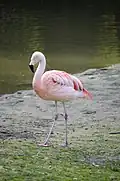Flamant rose