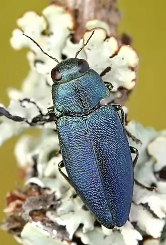 Description de cette image, également commentée ci-après