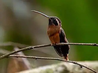 Description de l'image Phaethornis aethopygus Tapajos Hermit; Novo Progresso, Pará, Brazil.jpg.