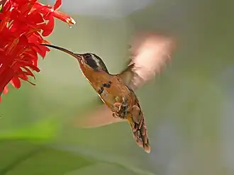 Description de l'image Phaethornis stuarti White-browed Hermit; Paucartambo, Peru.jpg.