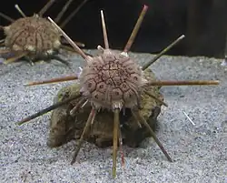 Phalacrocidaris japonica