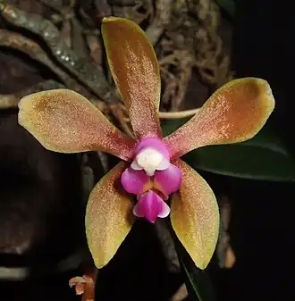 Description de l'image Phalaenopsis honghenensis F.Y.Liu flower (cropped).jpg.