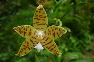 Description de l'image Phalaenopsis pallens (14868211765).jpg.