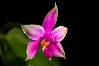 Description de l'image Phalaenopsis violacea H.Witte, Ann. Hort. Bot. 4 129 (1861) (47942381453).jpg.