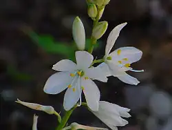 Phalangère à feuilles de lisAnthericum liliago