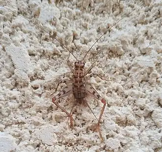 Description de cette image, également commentée ci-après