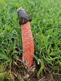 Phallus rubicundus