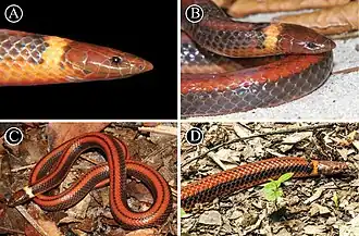 Description de l'image Phalotris shawnella (10.3897-zse.98.61064) Figure 3.jpg.