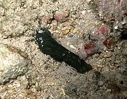 Phanerophtalme de Minicoy (Phanerophthalmus minikoiensis)