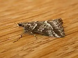 Heliothelinae : Phanomorpha dapsilis