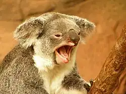 Un koala.