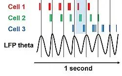 Diagram, with a left-to-right arrow marked "1 second" at the bottom. At the upper left are three labels, "Cell 1", "Cell 2", and "Cell 3", in three different colors, and each is followed to the right by a series of tick marks in the corresponding colors. Below the sets of tick marks and above the arrow is a wave function shown as a black line and labeled as "LFP theta". There are thin vertical lines positioned at each peak of the LFP wave, and the space between two of those lines is shaded in blue. The tick marks for Cell 1 tend to occur to the left of those for Cell 2, which in turn tend to be to the left of those for Cell 3, and the tick marks for all three cells occur successively farther and farther to the left between each successive vertical line.