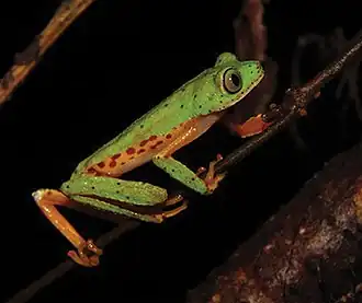 Description de l'image Phasmahyla timbo (10.3897-zookeys.753.21438) Figure 5 (cropped).jpg.